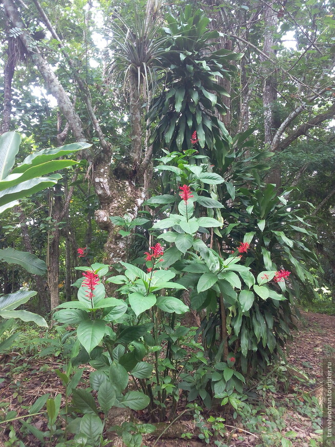 Национальный парк Гуанаяра — сердце кубинской природы и красоты