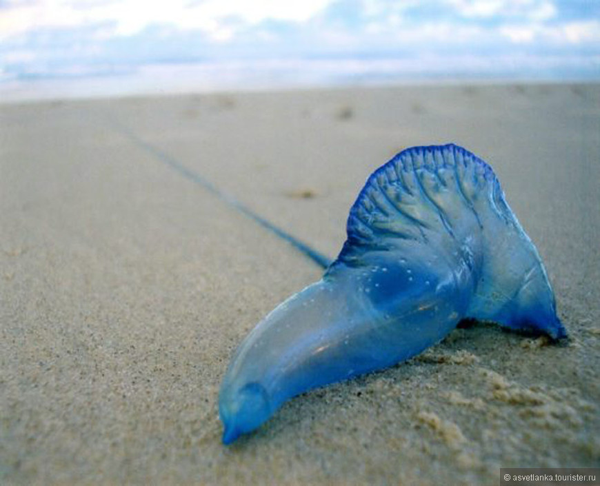 медуза  Bluebottle, фото из Интернета