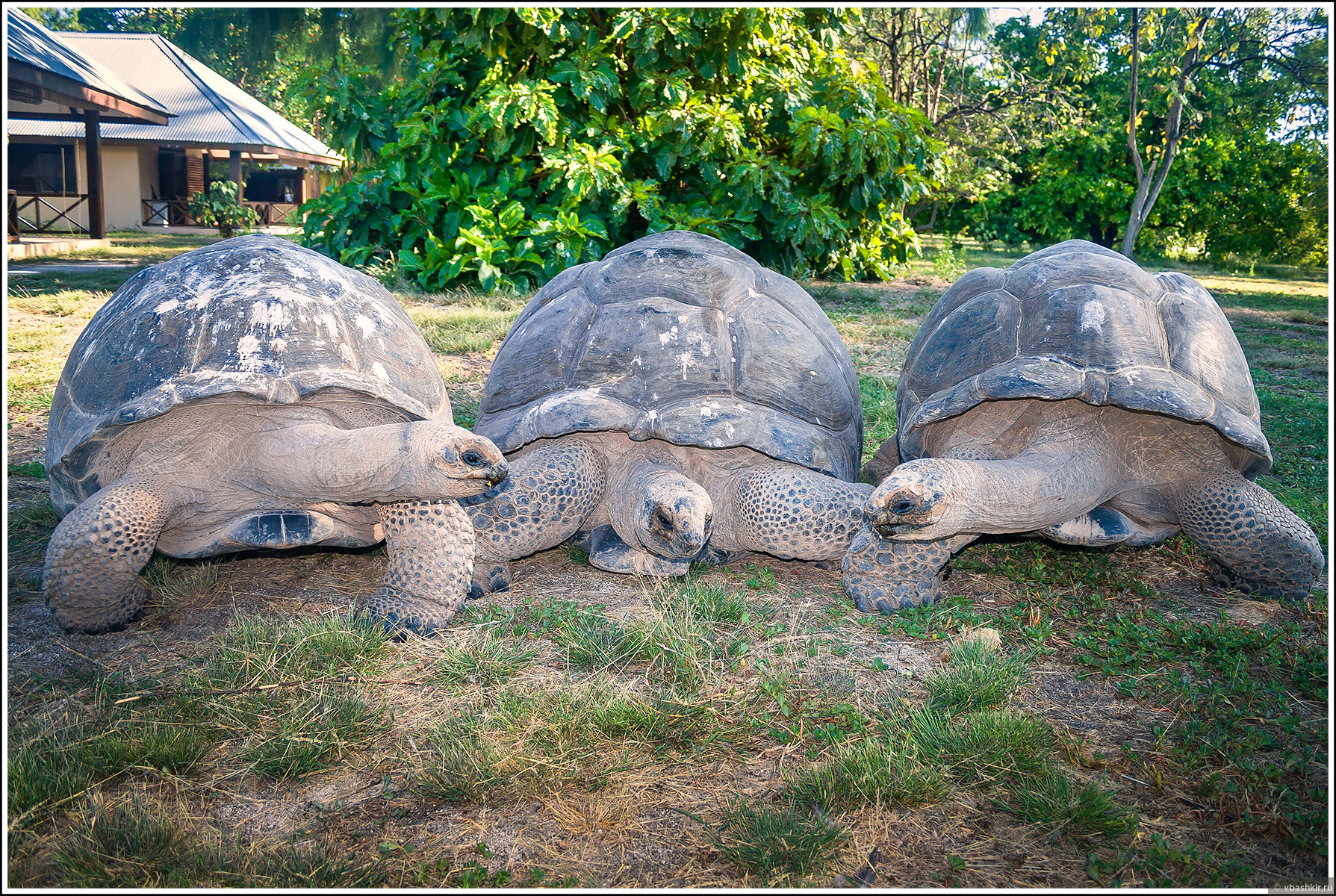 Черепаха ползет в 6 раз медленнее чем. Три черепахи. Смешная черепаха. Черепахи друг на друге. 3 Черепахи друг на друге.