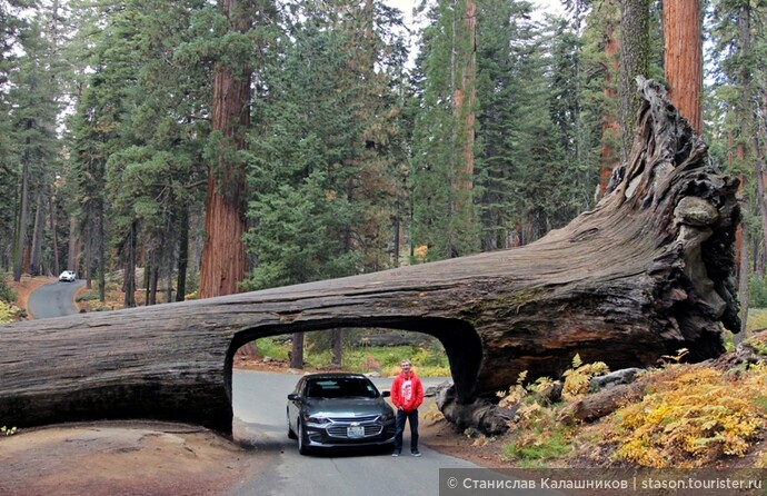 Sequoia tunnel log.