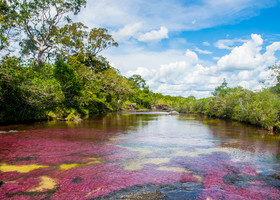 Caño Cristales - мечта круче реальности