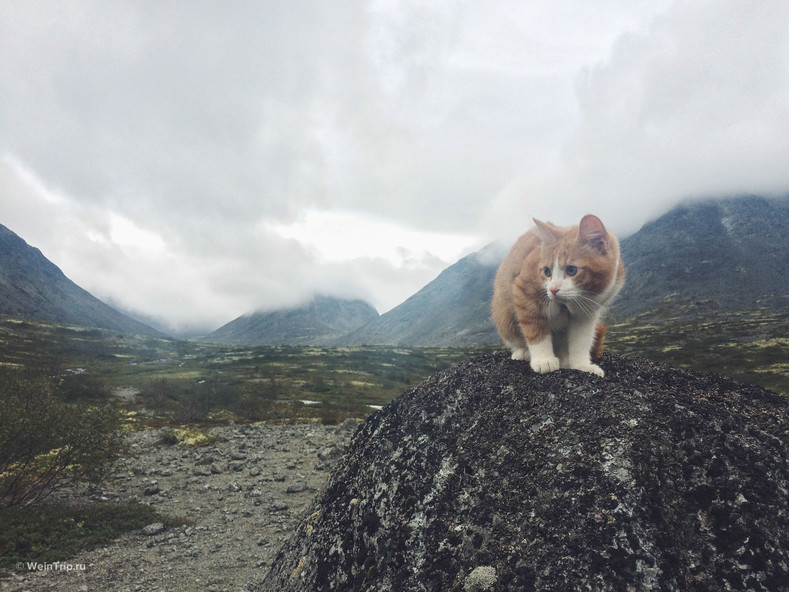 Поход с котом в горы
