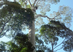 Около 3 000 видов деревьев произрастает в дождевых лесах острова.