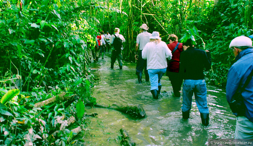 В джунглях Амазонии