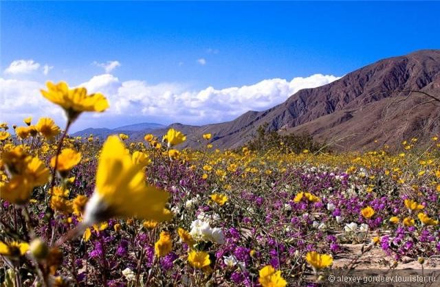 Анза-Боррего — цветущий оазис в пустыне Колорадо