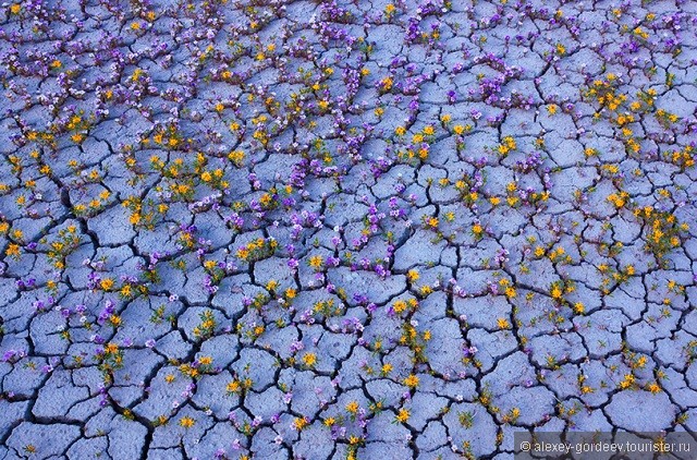Анза-Боррего — цветущий оазис в пустыне Колорадо