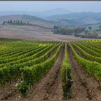 А вот и знаменитые тосканские виноградники, продукция которых не давала нам заснуть вовремя и проснуться трезвыми))). Неподалеку от Монтальчино. 