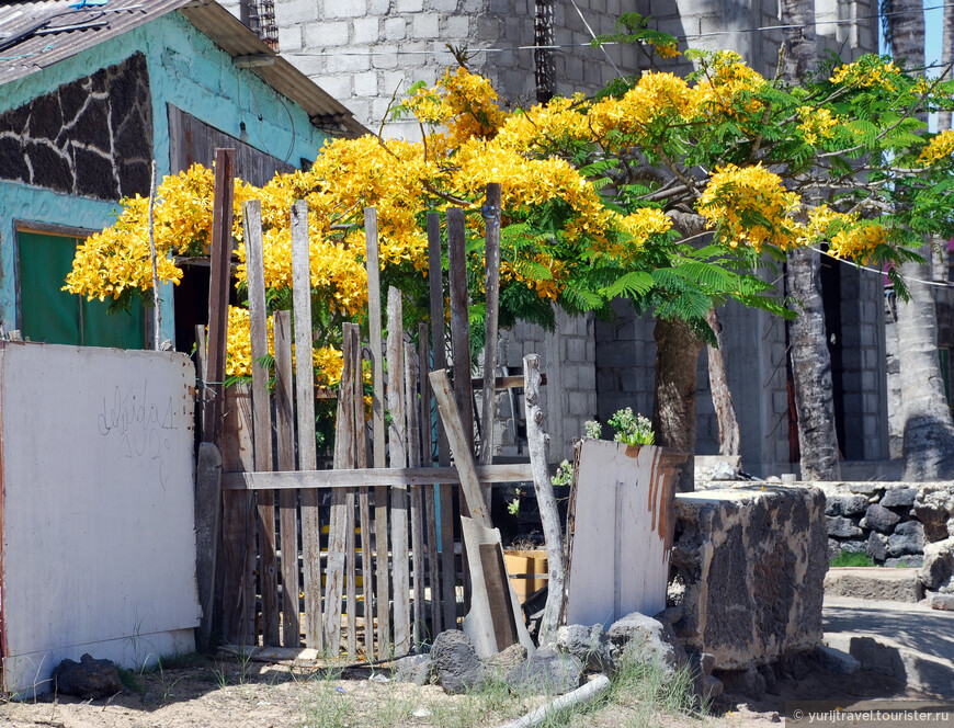 Многие непрезентабельные дворы жителей поселка украшают кусты Санхеции Благородной  (Sanchezia nobilis Hook). Родиной этого растения является Эквадор. 