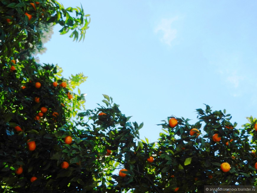 Апельсины Авентина