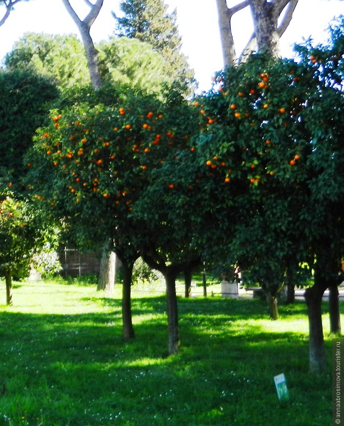 Апельсины Авентина