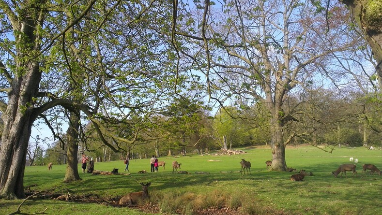 Ричмондский парк, Лондон