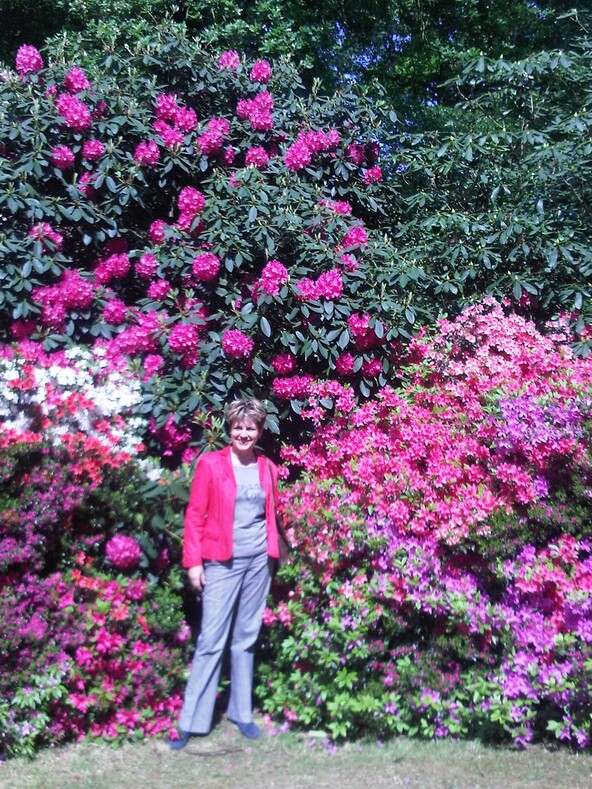 Светлана Николаева - мой клиент-турист, давно ставшая другом.
Рододендроны - более крупный кустарник, чем азалии, с более крупными листьями и соцветиями.