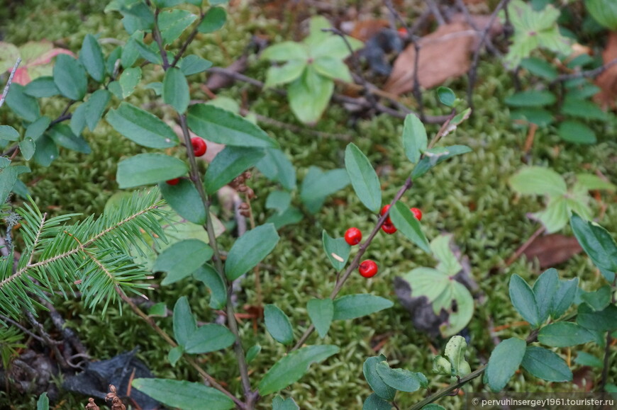 Падуб морщинистый - вечнозеленое растение темнохвойных лесов