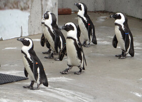 TORONTO ZOO