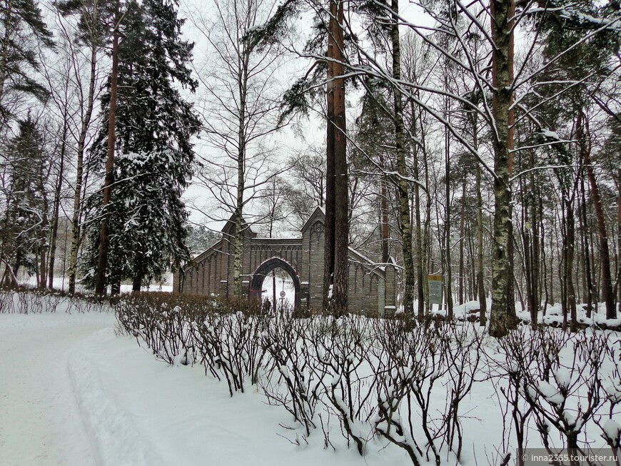 Город, где на камнях растут деревья