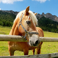 Даже местные лошадки восхищаются и стеснительно угощаются яблоками))