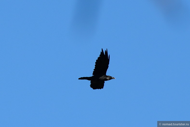 Ворон, Corvus corax, Common Raven