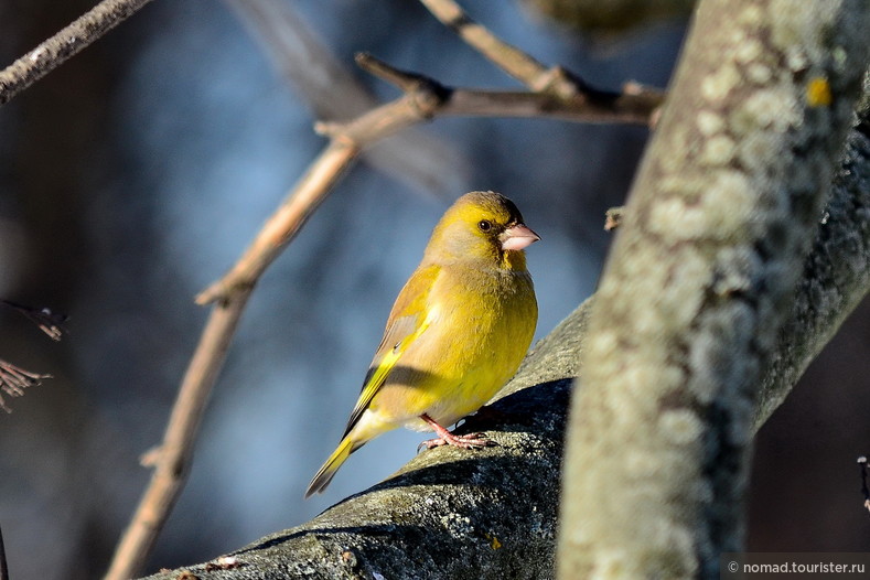 Зеленушка, Chloris chloris, Greenfinch