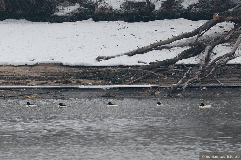 Большой крохаль, Mergus merganser, Goosander