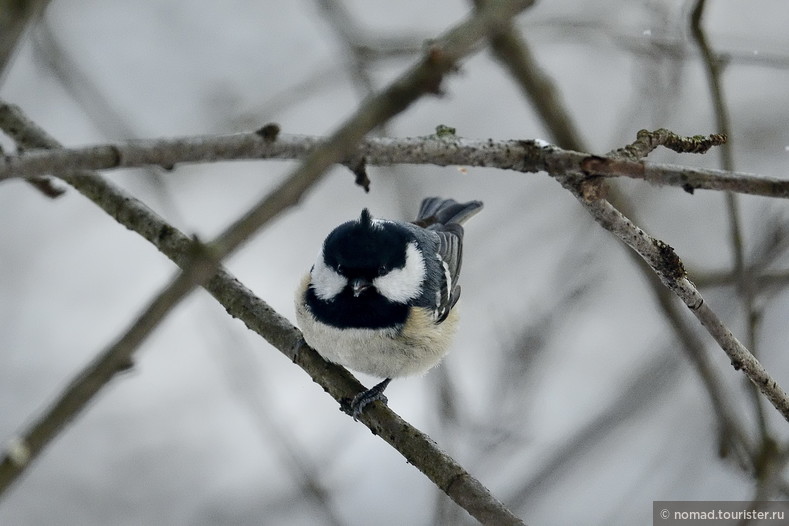 Московка, Periparus ater, Coal Tit