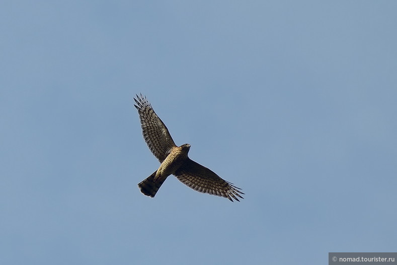 Перепелятник, Accipiter nisus, Sparrowhawk