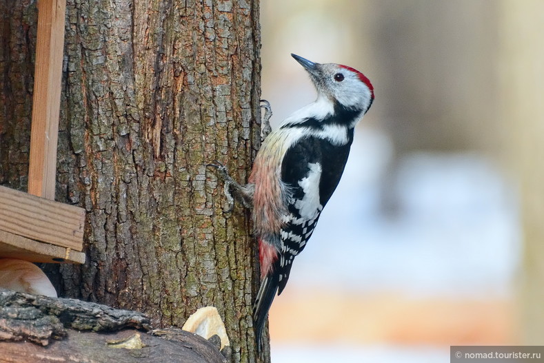 Средний пестрый дятел, Dendrocopos medius, Middle Spotted Woodpecker