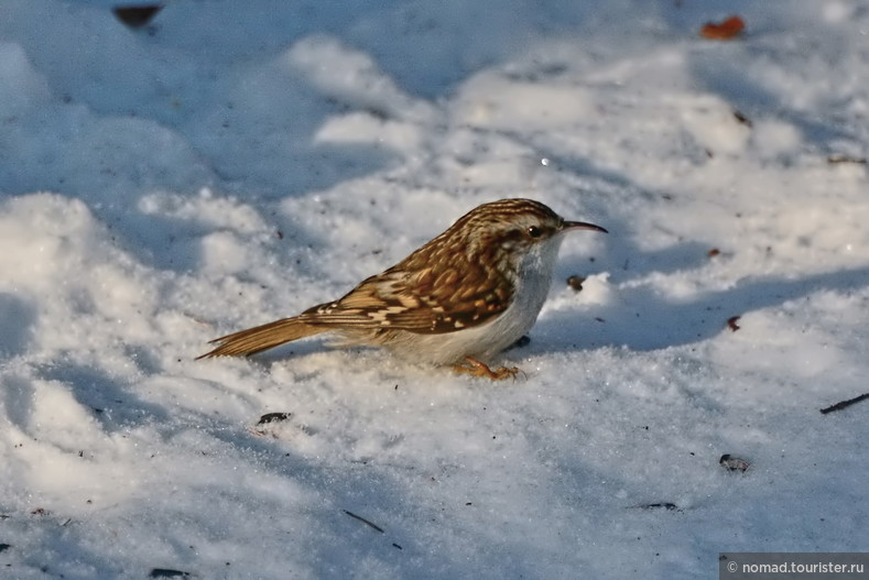 Обыкновенная пищуха, Certhia familiaris, Common Treecreeper