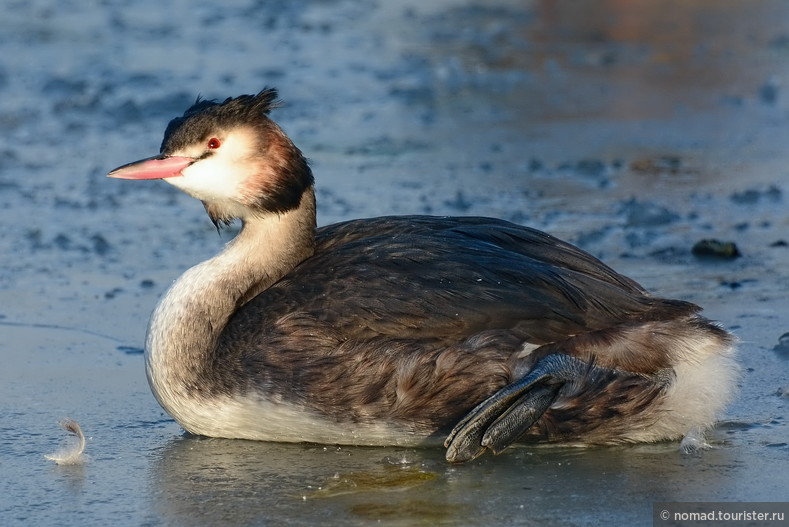 Чомга, Podiceps cristatus, Great Crested Grebe 