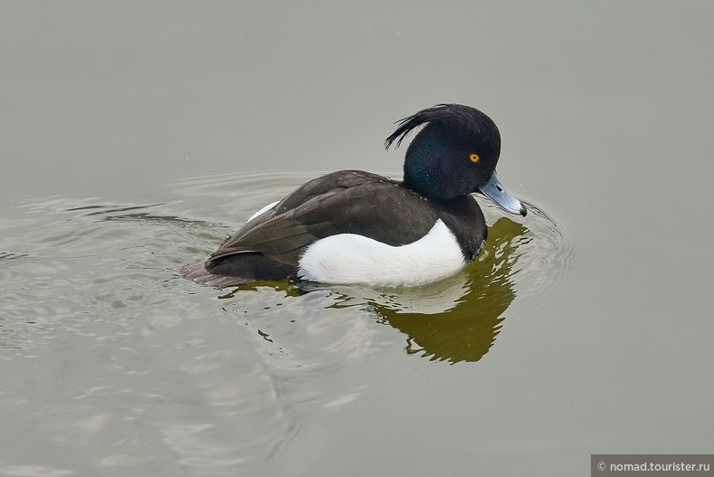 Хохлатая чернеть, Aythya fuligula, Tufted Duck