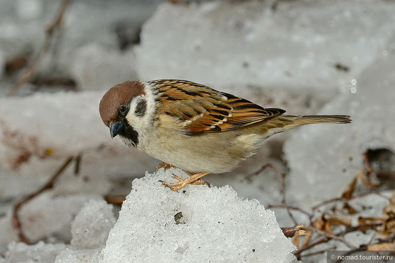 Полевой воробей, Passer montanus, Tree Sparrow