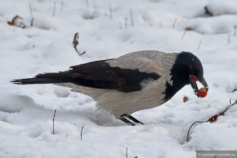 Серая ворона, Corvus cornix, Hooded Crow