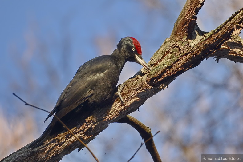 Желна, Dryocopus martius, Black Woodpecker