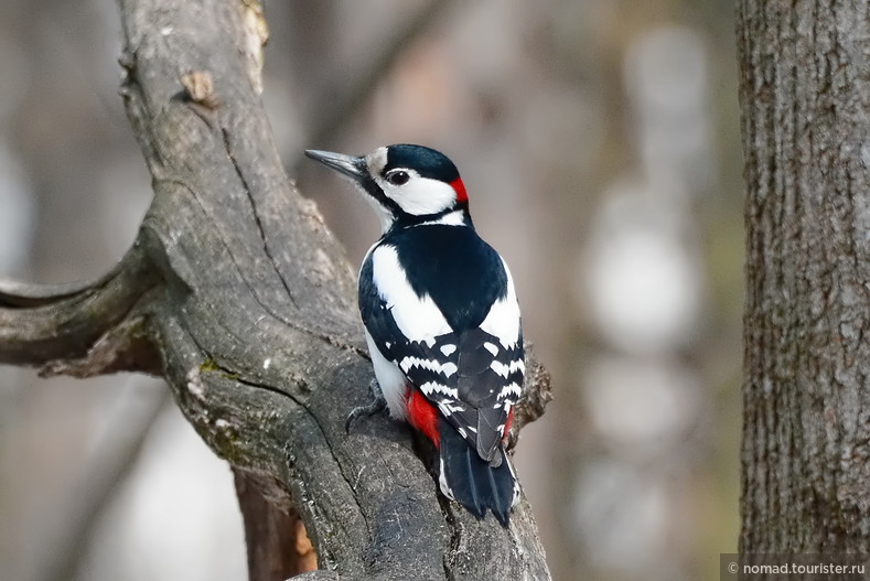 Большой пестрый дятел, Dendrocopos major, Great Spotted Woodpecker
