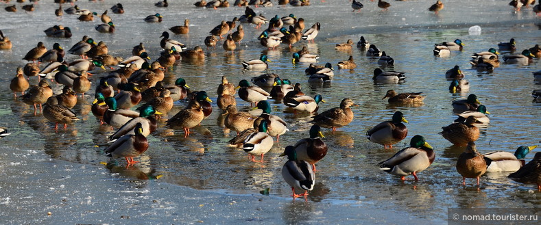 Кряква, Anas platyrhynchos, Mallard