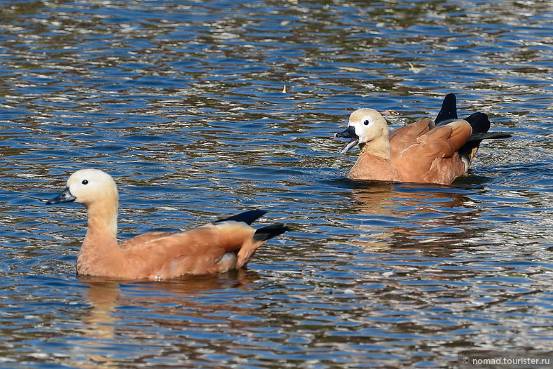 Огарь, Tadorna ferruginea, Ruddy Shelduck