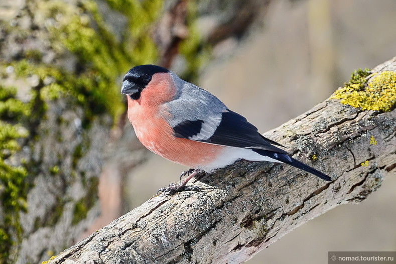 Обыкновенный снегирь, Pirrhula pirrhula, Bullfinch