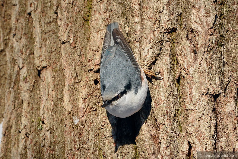 Обыкновенный поползень, Sitta europea, Nuthatch