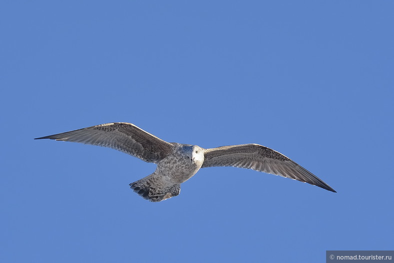 Серебристая чайка, Larus argentatus, Herring Gull