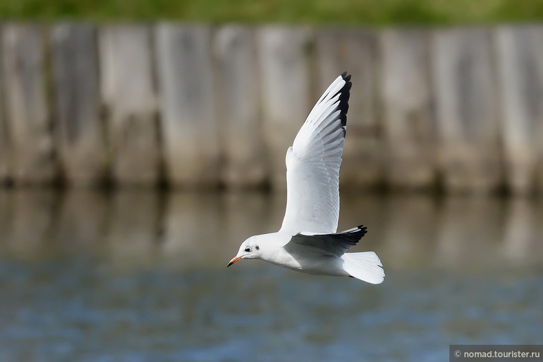 Озерная чайка, Chroicocephalus ridibundus, Black-headed Gull