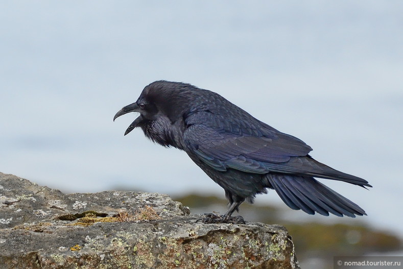 Ворон, Corvus corax, Common Raven