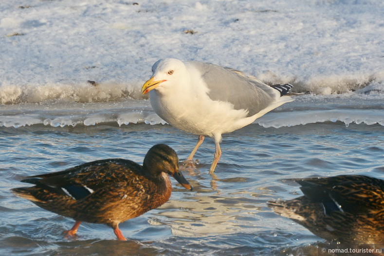 Серебристая чайка, Larus argentatus, Herring Gull