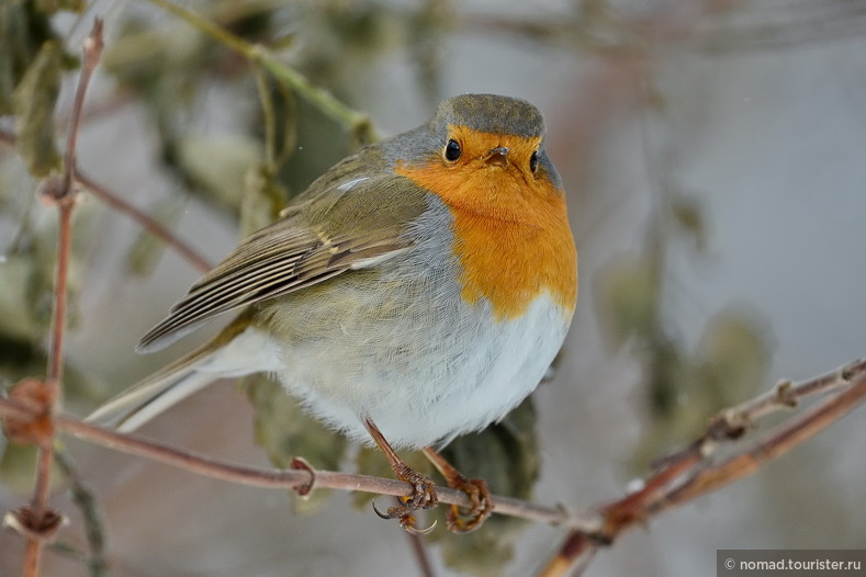 Зарянка, Erithacus rubecula, European Robin