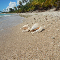 Весь берег усыпан ракушками и обломками кораллов,крабики разбегаются и прячутся в норки,пальмы шелестят листьями.