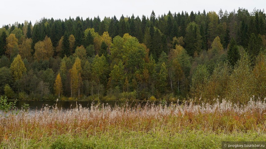 Осень по-тихоньку захватывает лес.