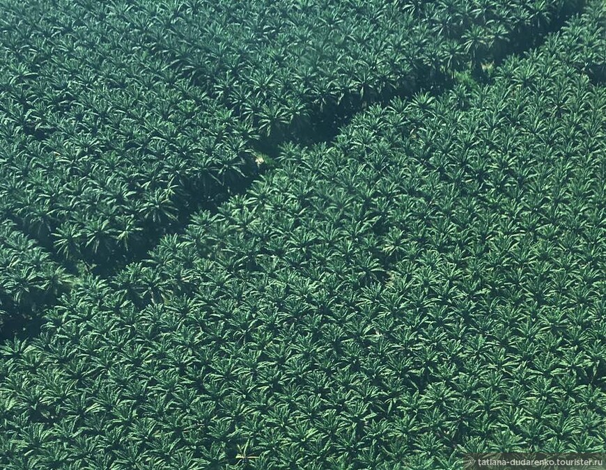 Пальмовые плантации. Костариканцы считают, что американские владельцы плантаций губительно воздействуют на природу страны.