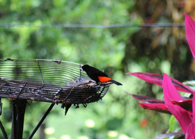 Птички Коста-Рики