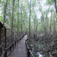 Началось всё в 1996 году, когда богатые инвесторы обнаружили, что часть земель, которые ныне занимает Pranburi Forest Park, не затапливается приливными водами, а значит этот огромный участок пригоден для земледелия. 