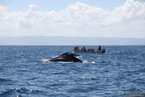 В Доминикане открывается сезон наблюдения за горбатыми китами