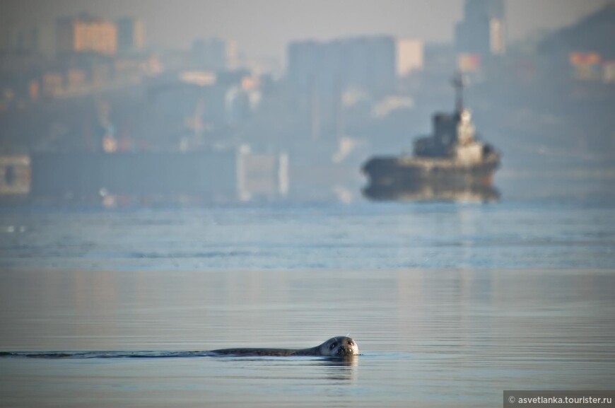 пятнистый тюлень, фото Виталия Беркова