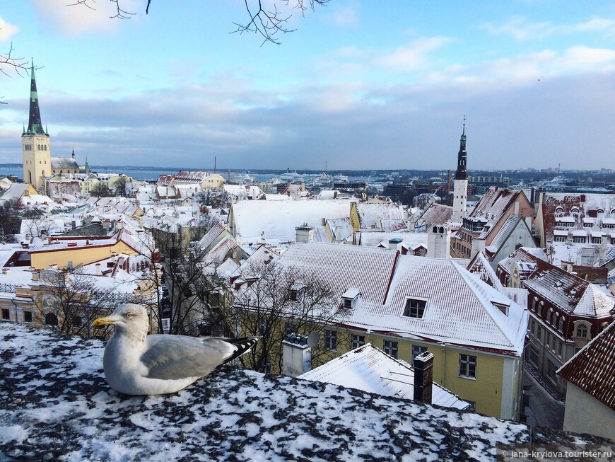 Мои рождественские каникулы в Таллине:)